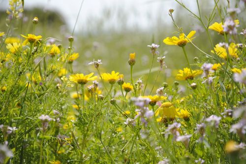 flowers yellow nature