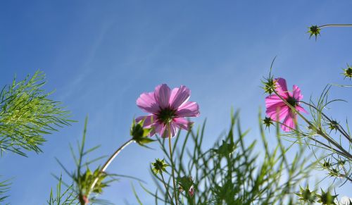 flowers below the flowers blue sky