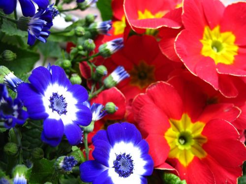 flowers cineraria primrose