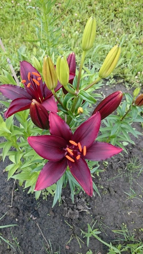 flowers lily beautiful flowers