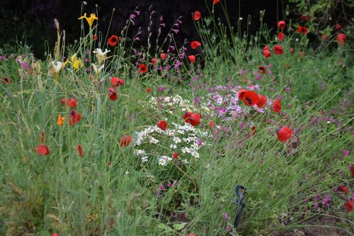 flowers garden red