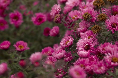 flowers pink nature