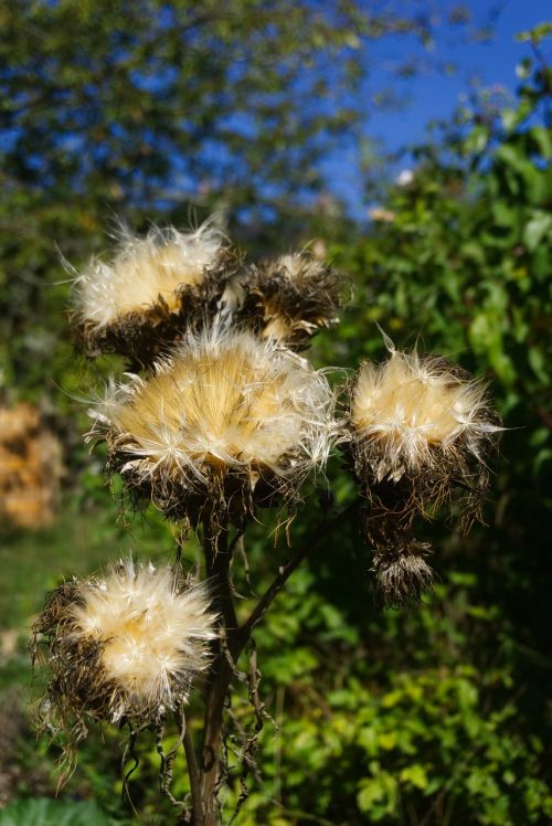 flowers artichokes seeds