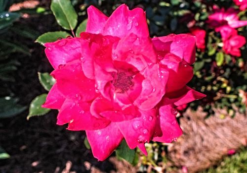 flowers pink rose