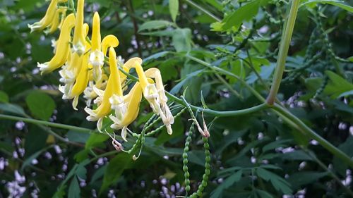 flowers yellow flower wildflower