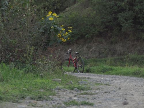 flowers bicycle road