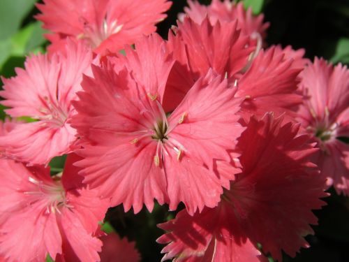 flowers pink garden