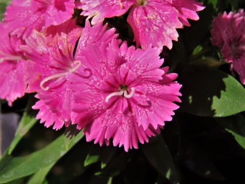 flowers pink and white garden