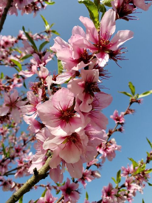 flowers spring pink
