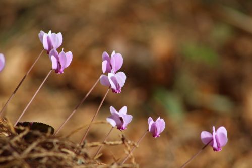 flowers autumn cyclamen