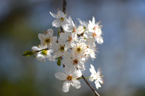 flowers white fruit tree