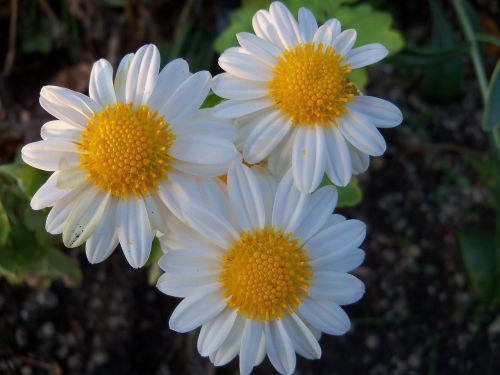 flowers nature petals