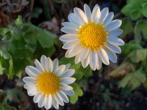 flowers nature petals