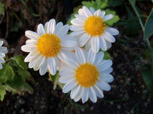 flowers nature petals