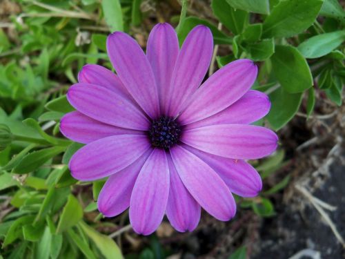 flowers nature petals