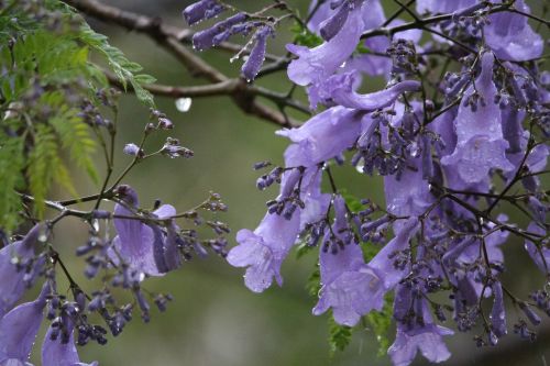flowers purple wet