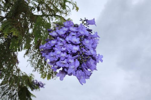 flowers blue tree