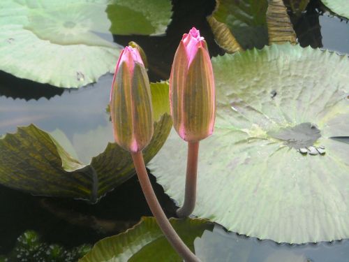 flowers lotus red