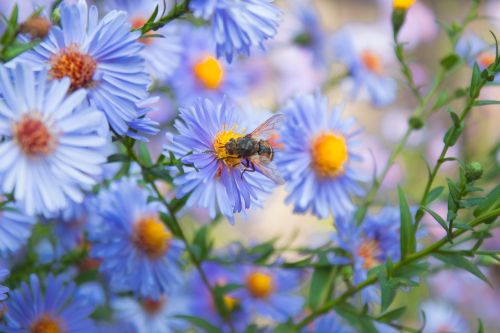 flowers bee bush