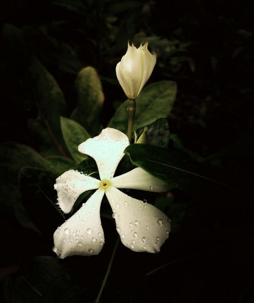 flowers white flowers bloom