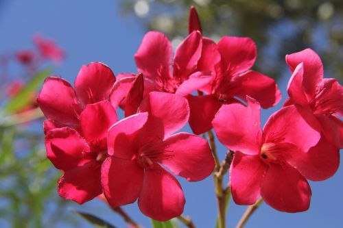 flowers nature landscape