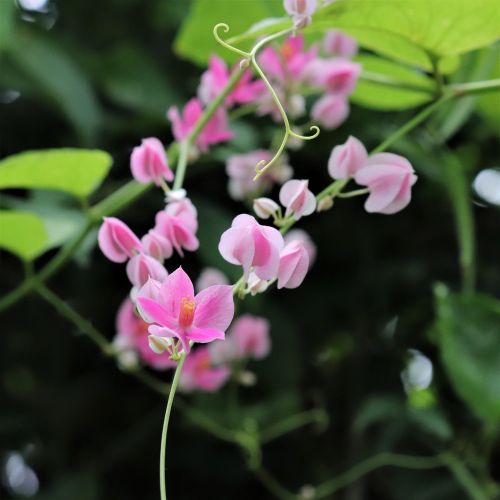 flowers pink leaf
