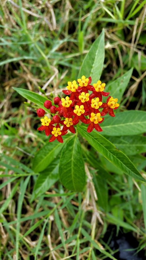 flowers red yellow