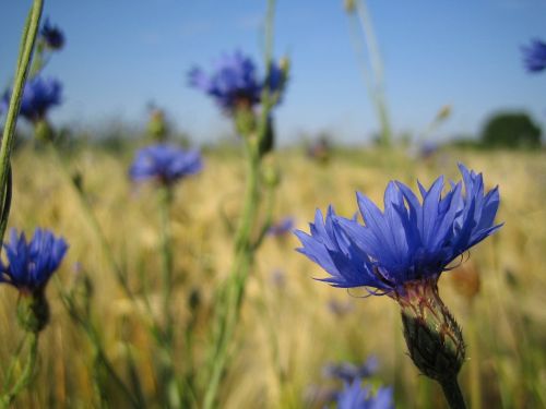 flowers cornflowers blue