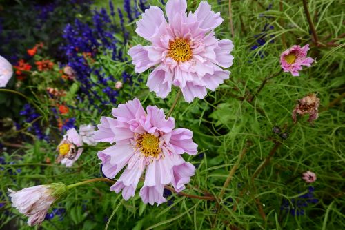 flowers the beauty of nature nature