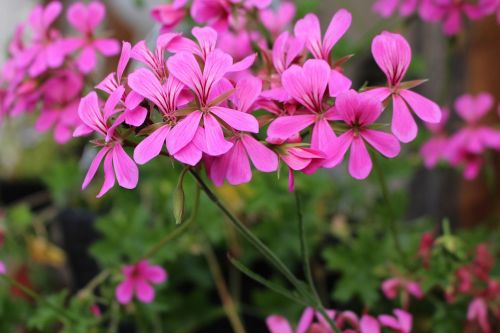 flowers pink flowering