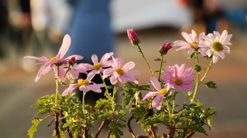 flowers out of focus plants