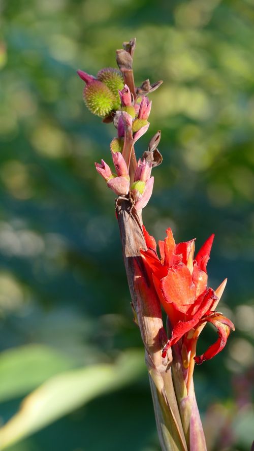 flowers bud nature