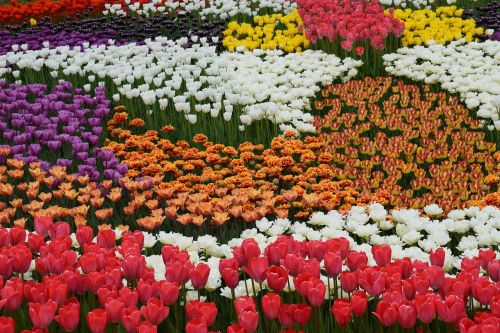 flowers color bright colors