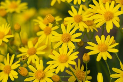 flowers yellow nature