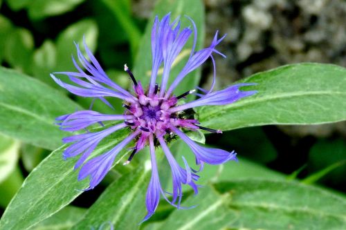 flowers nature macro