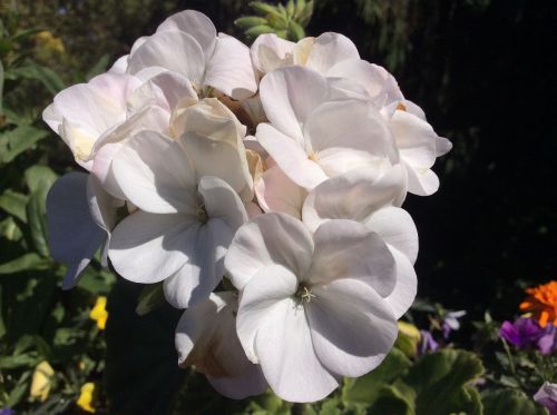 flowers garden and white