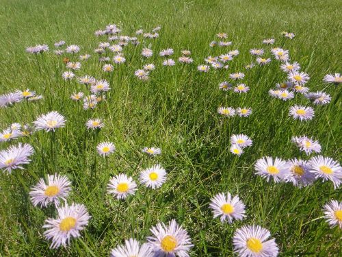 flowers field prairie