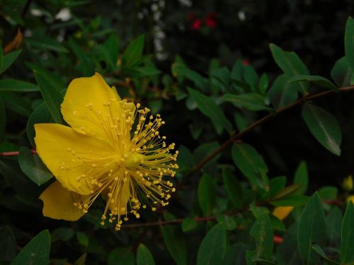 flowers nature yellow