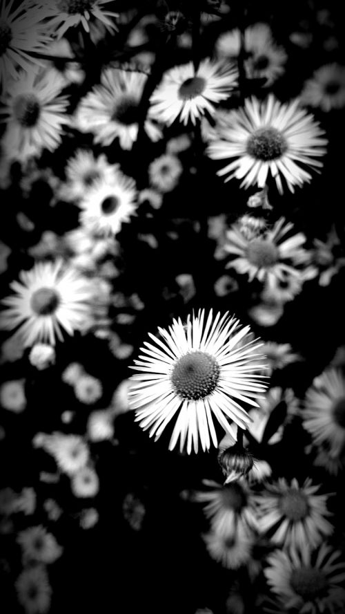 flowers black and white nature