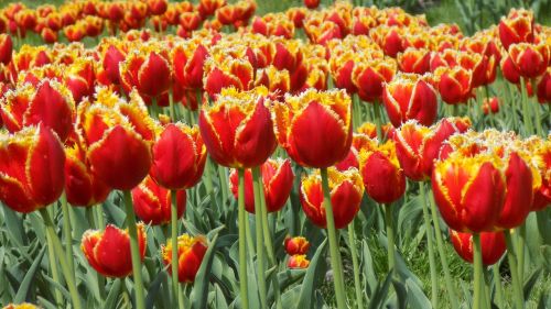 flowers tulips botanical garden