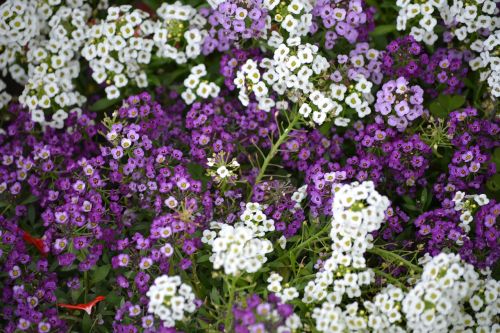 flowers small white