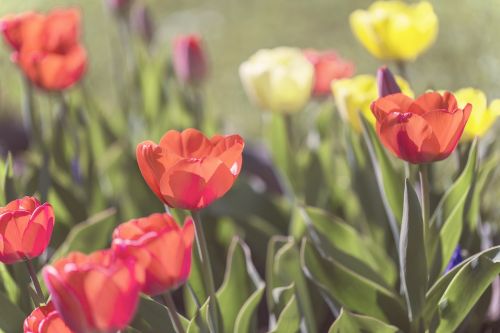 flowers tulips spring