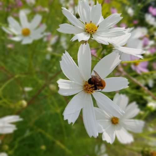 flowers bee plants