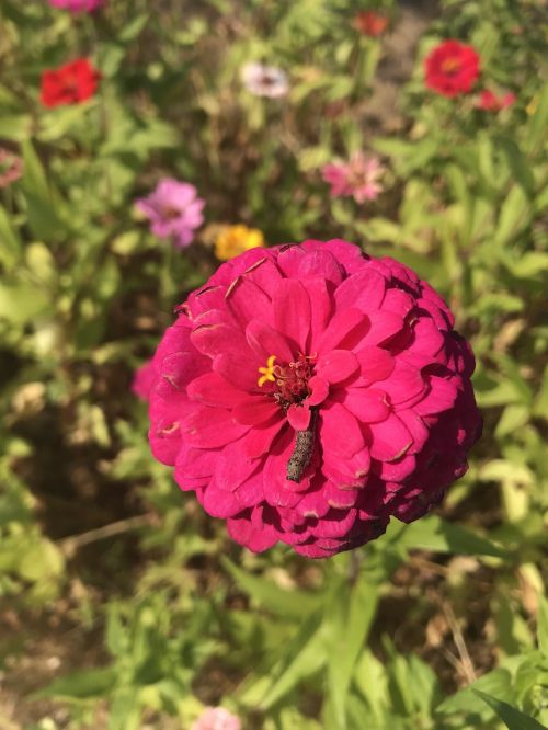 flowers larva fall flowers