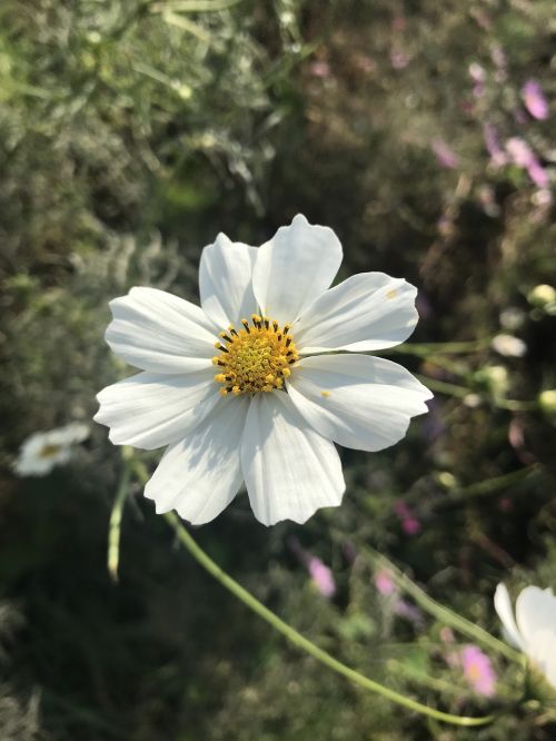 flowers autumn cosmos