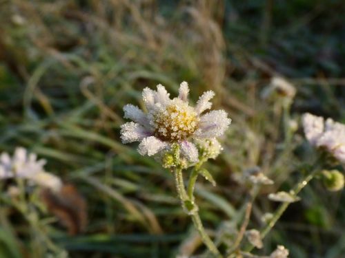 flowers frost autumn