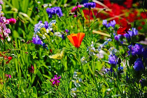 flowers field summer