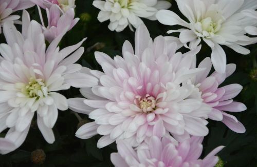 flowers white flowers roses