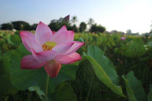 flowers lotus lotus colors