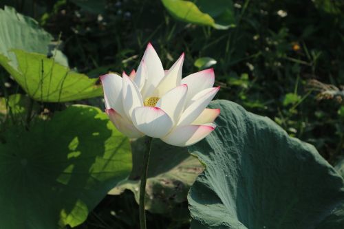 flowers lotus lotus colors